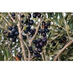 3 Adet Gemlik Zeytin Fidanı (2 Yaş / 120 cm Boyda / Tüplü)