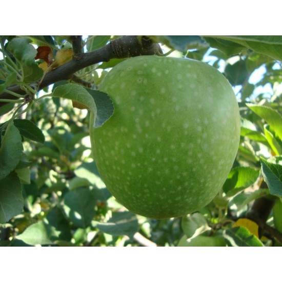 Granny Smith Elma Fidanı (Saksılı / 150 - 160 cm.)