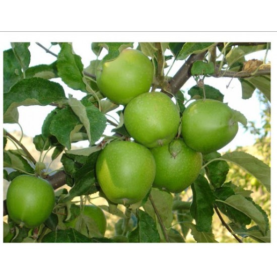 Granny Smith Elma Fidanı (Saksılı / 150 - 160 cm.)