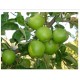 Granny Smith Elma Fidanı (Saksılı / 150 - 160 cm.)