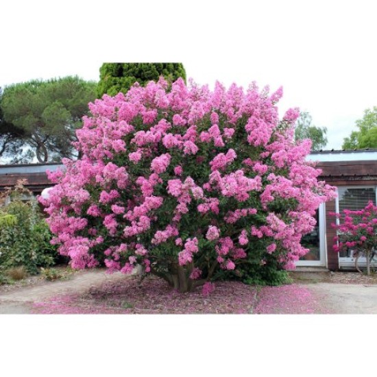 Fidan & Peyzaj - Oya Ağacı Fidanı / 50 - 60 cm. Boyda (Lagerstroemia İndica)