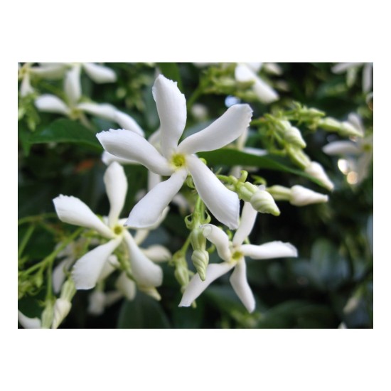 Fidan & Peyzaj - Arap Yasemin (100 cm.+Boy /Rhyncospermum jasminoides Star)