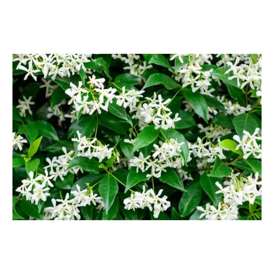 Fidan & Peyzaj - Arap Yasemin (100 cm.+Boy /Rhyncospermum jasminoides Star)